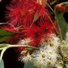 Eucalyptus flowers