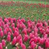 Hyacinth and tulip flowers